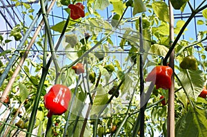 Habanero chili pepper plant photo
